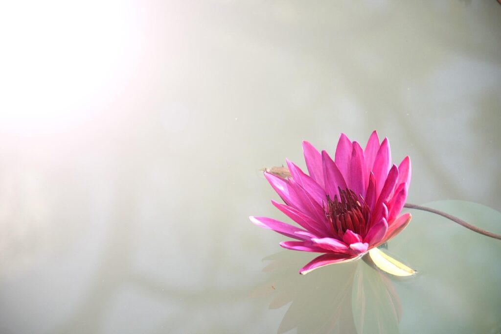 Lotus Flower 2