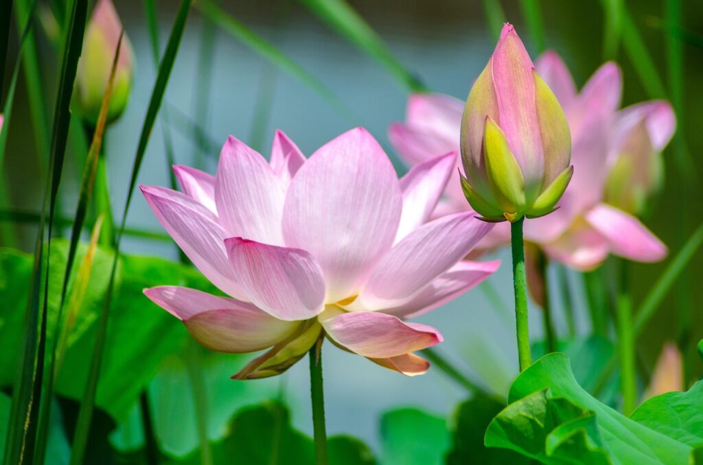 Lotus Flower 3